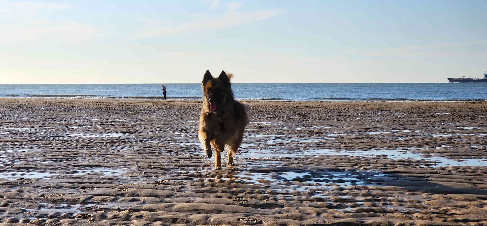 Hund rennt über Strand